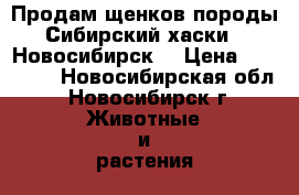 Продам щенков породы Сибирский хаски  (Новосибирск) › Цена ­ 25 000 - Новосибирская обл., Новосибирск г. Животные и растения » Собаки   